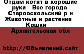 Отдам котят в хорошие руки - Все города, Старооскольский р-н Животные и растения » Кошки   . Архангельская обл.